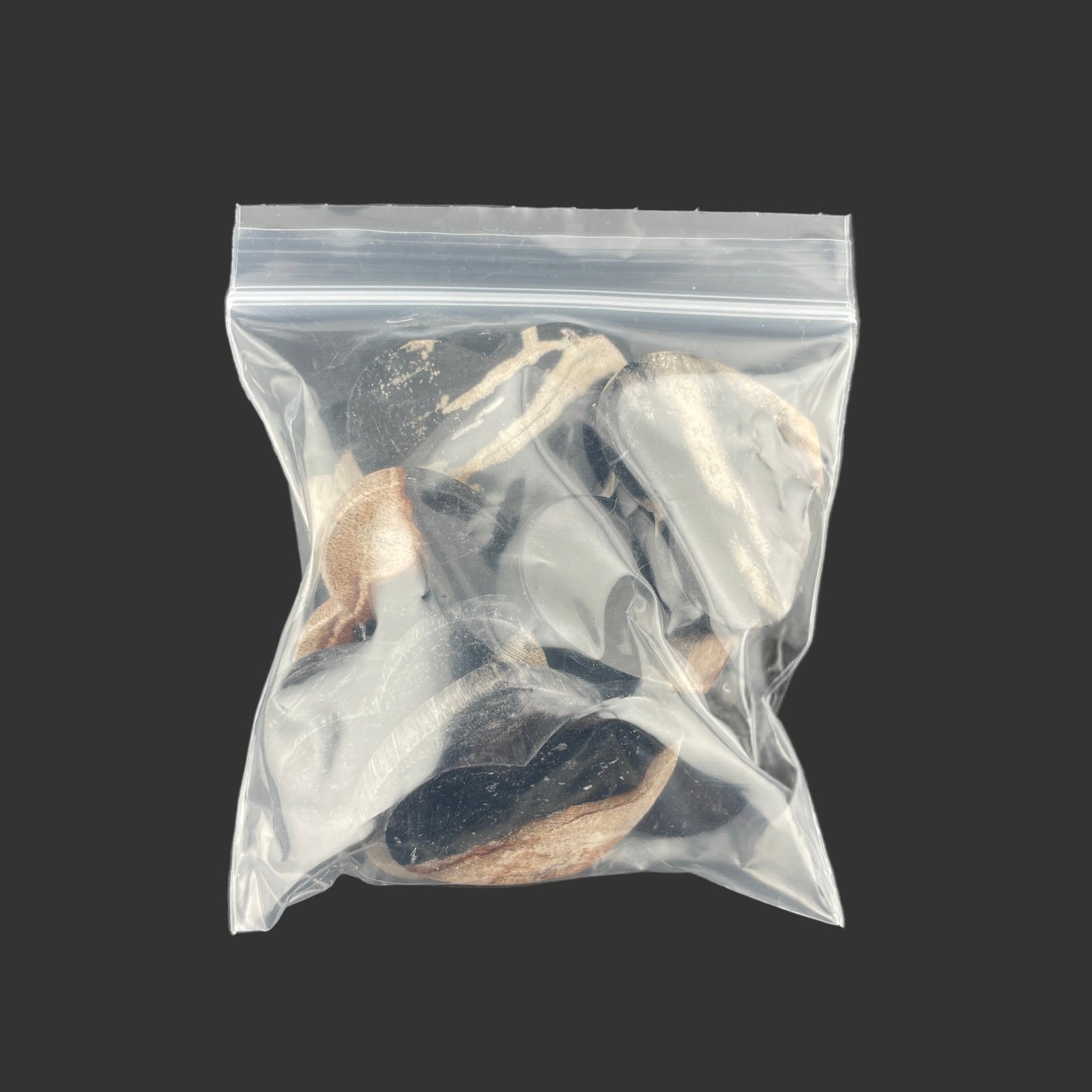 Wholesale: Limited Editions: Petrified Wood