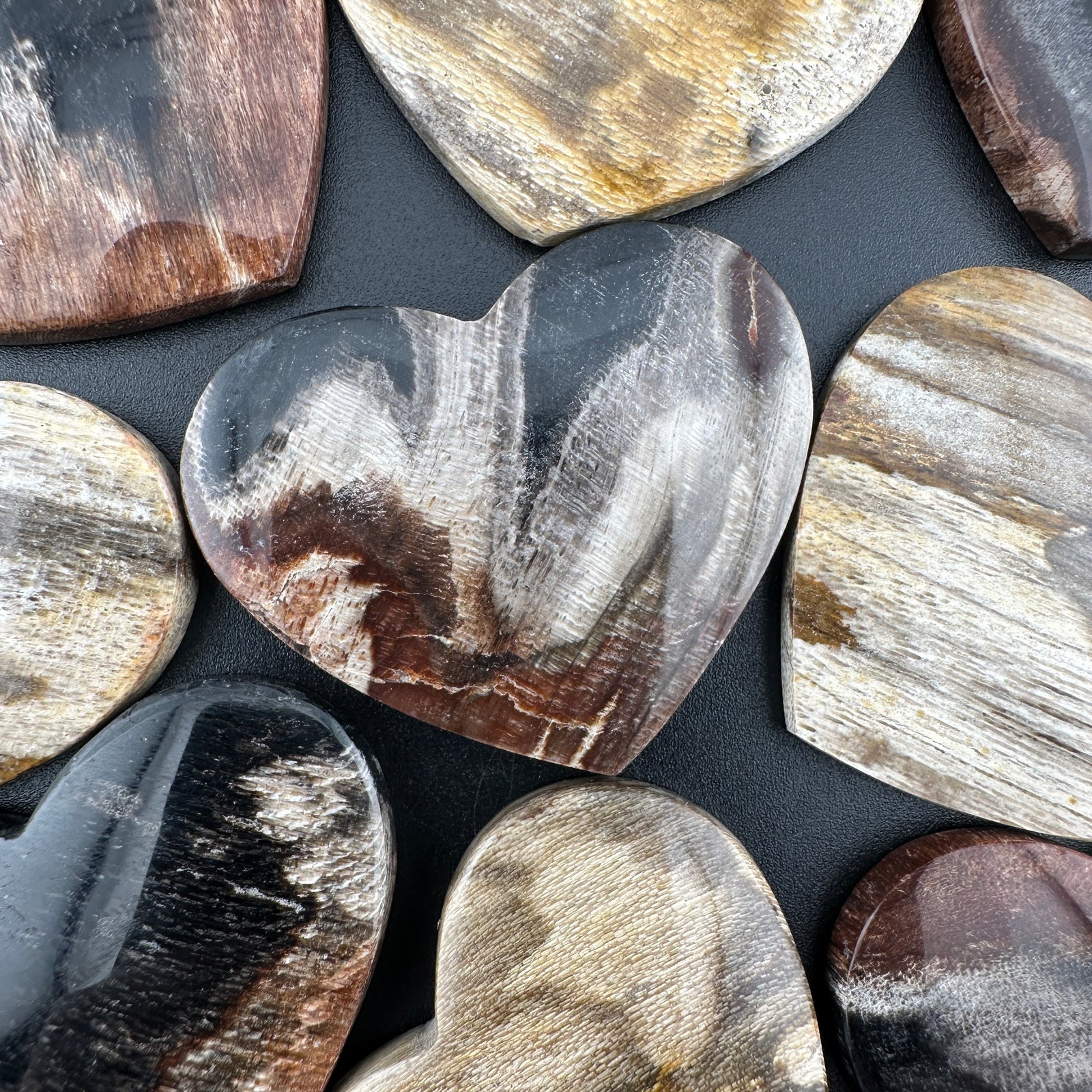 Wholesale: Limited Editions: Petrified Wood