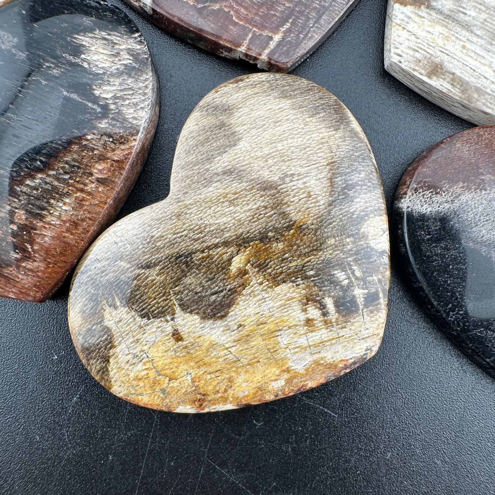 Wholesale: Limited Editions: Petrified Wood