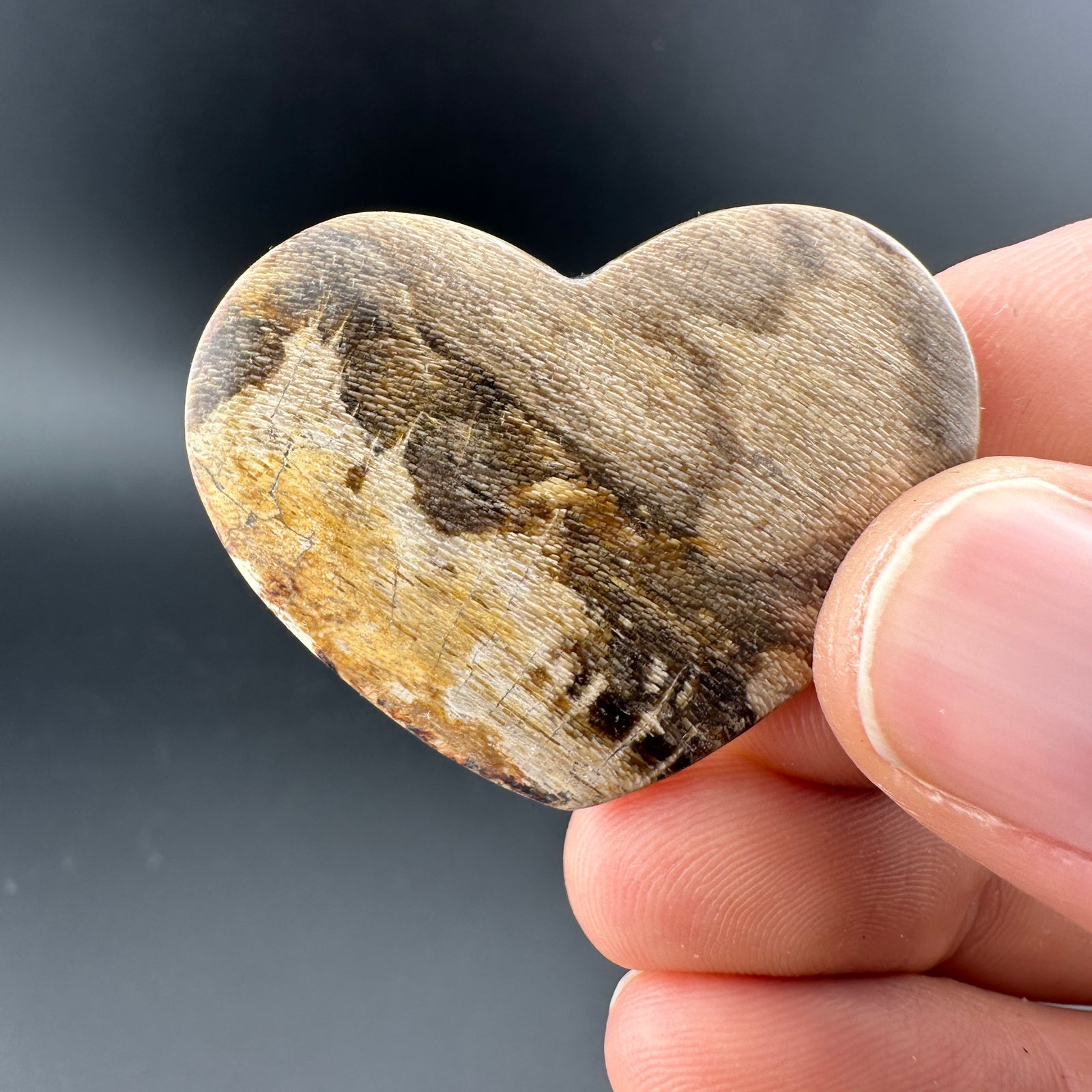 Wholesale: Limited Editions: Petrified Wood