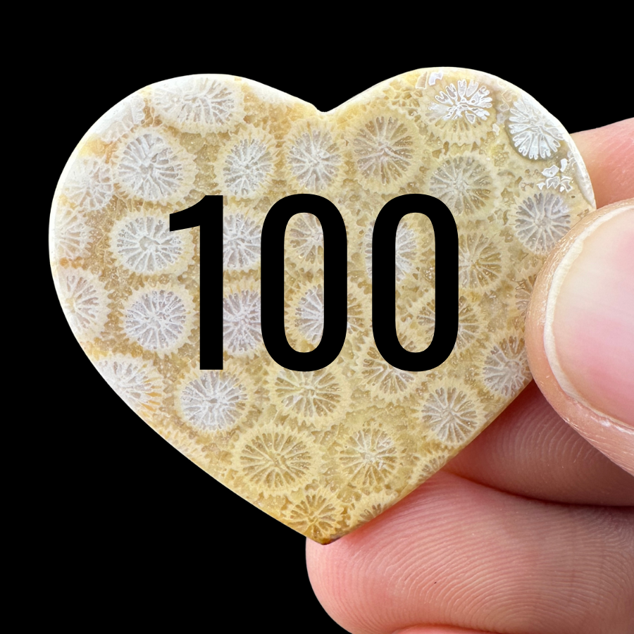 Wholesale: Limited Editions: Fossilized Coral