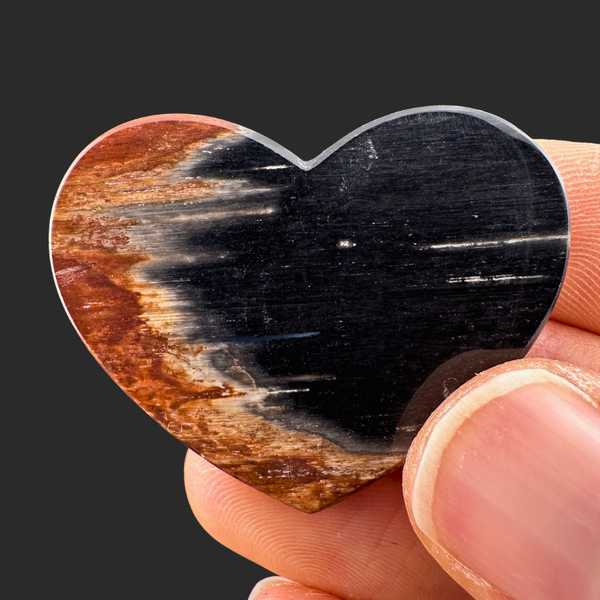 Petrified Wood (Black)