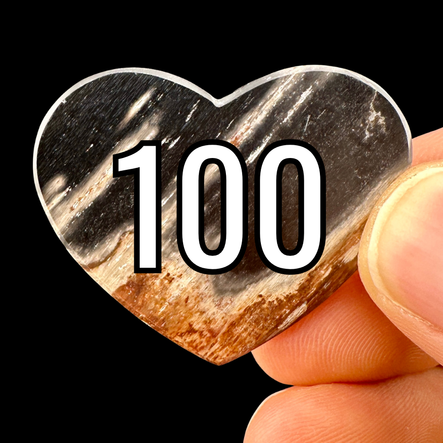 Wholesale: Limited Editions: Petrified Wood