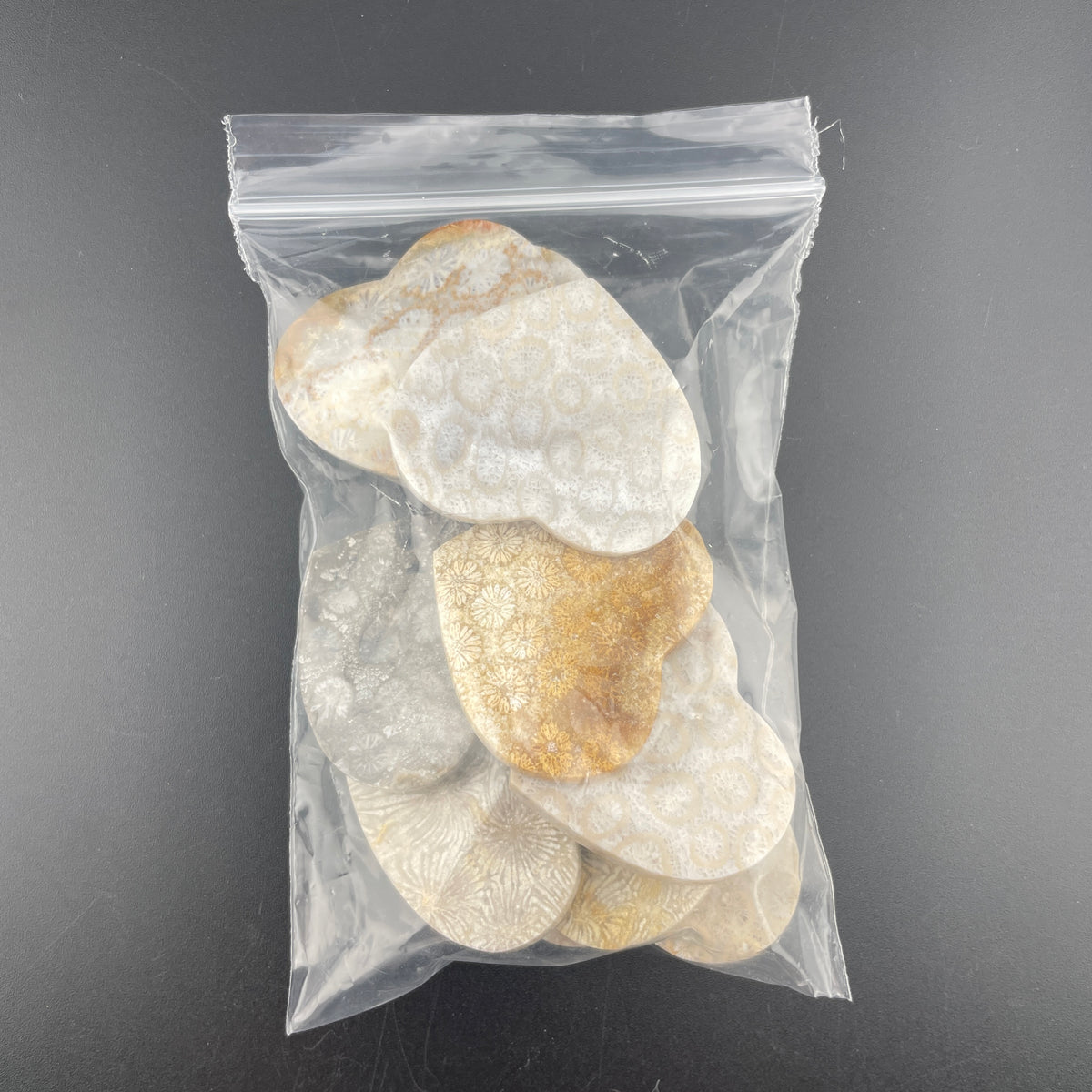 Wholesale: Limited Editions: Fossilized Coral