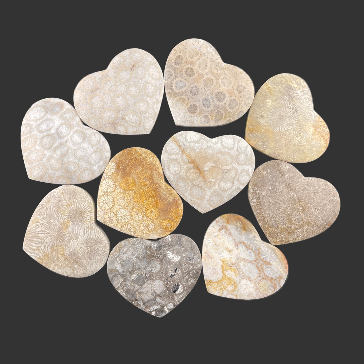 Wholesale: Limited Editions: Fossilized Coral