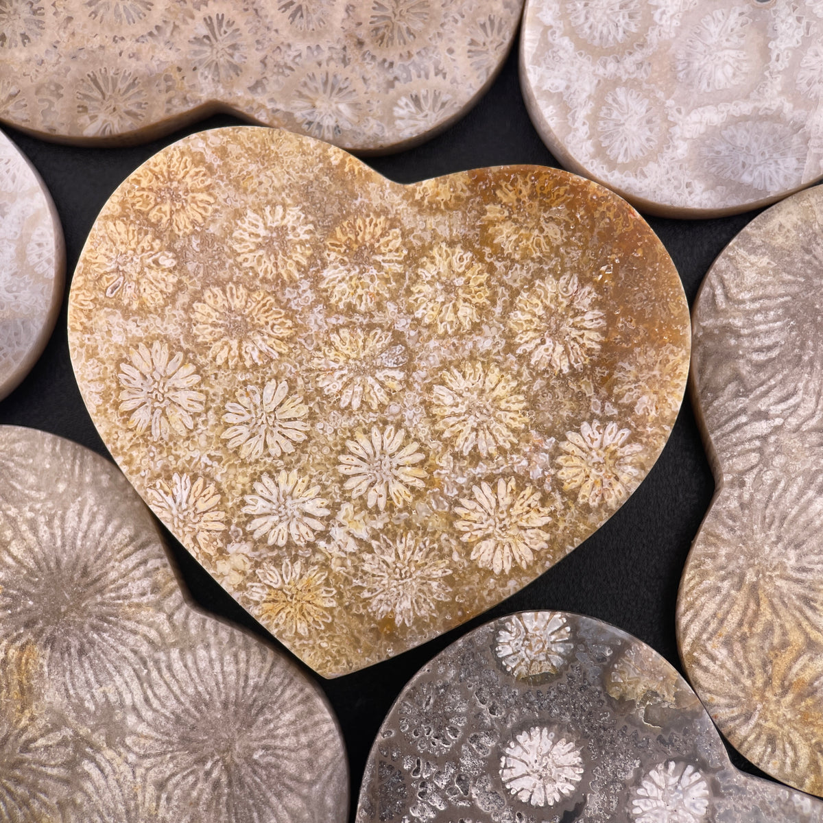 Wholesale: Limited Editions: Fossilized Coral