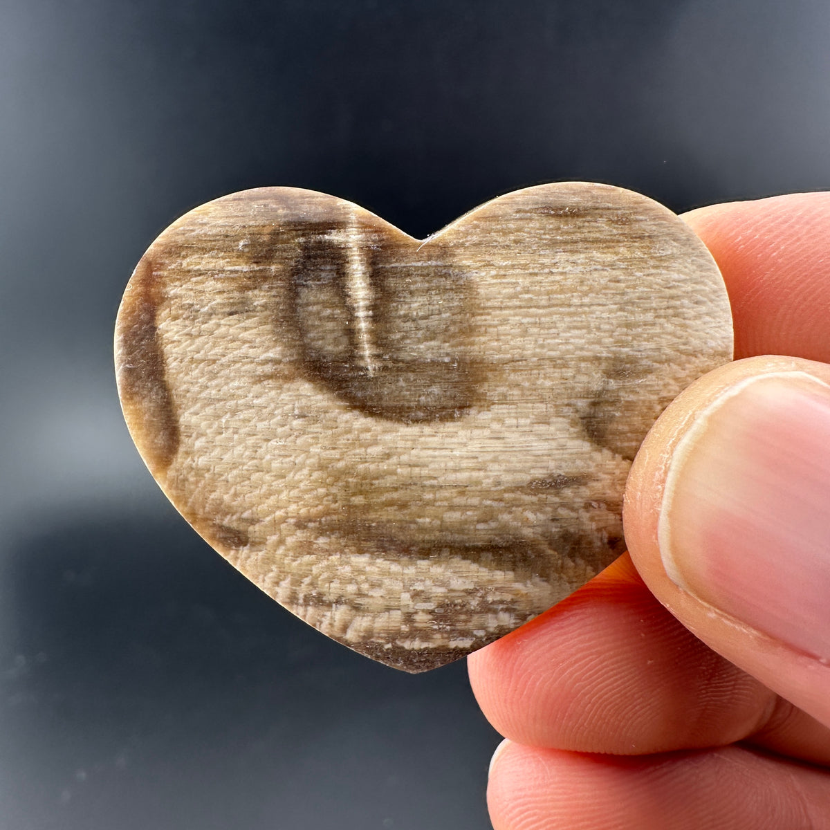 Wholesale: Limited Editions: Petrified Wood