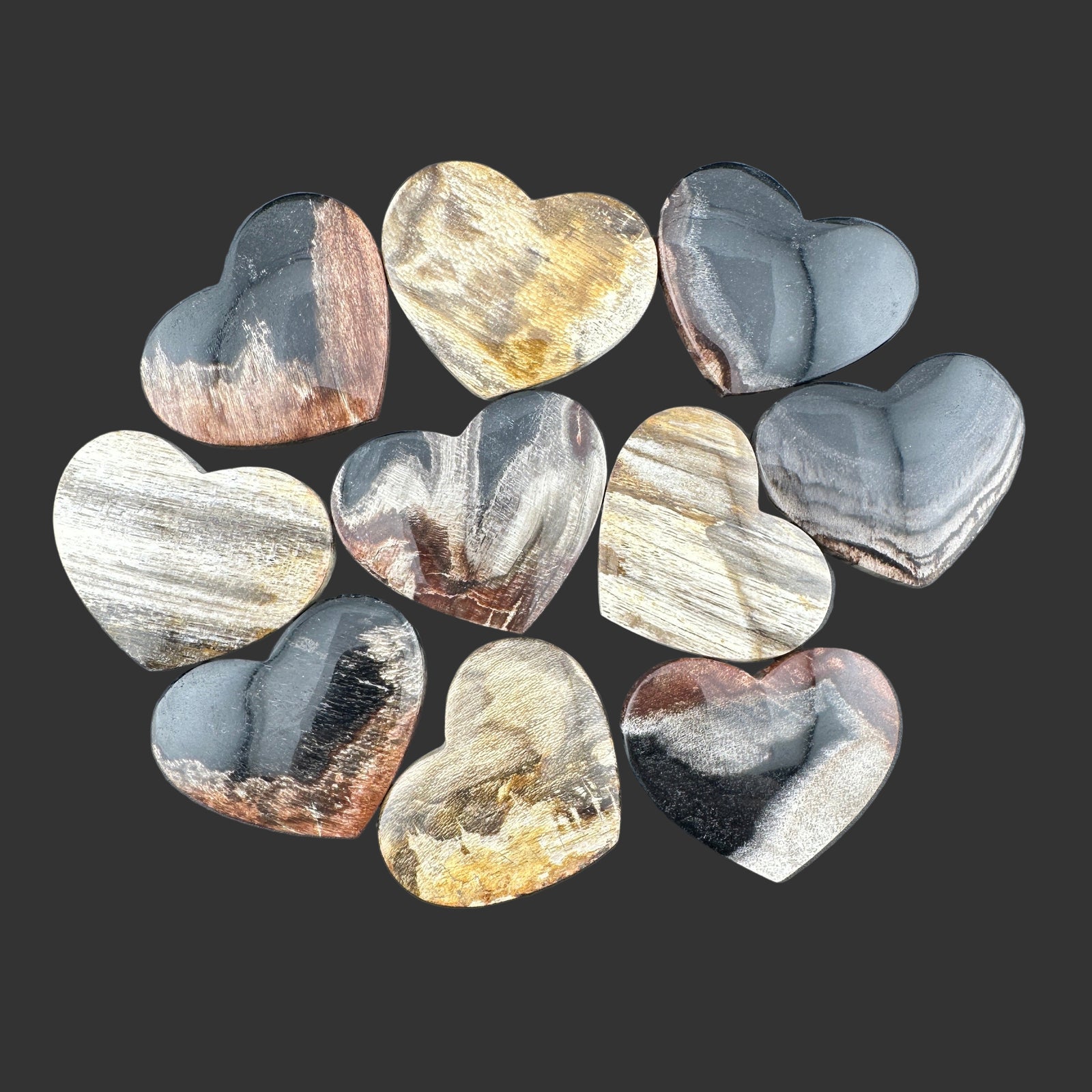 Wholesale: Limited Editions: Petrified Wood