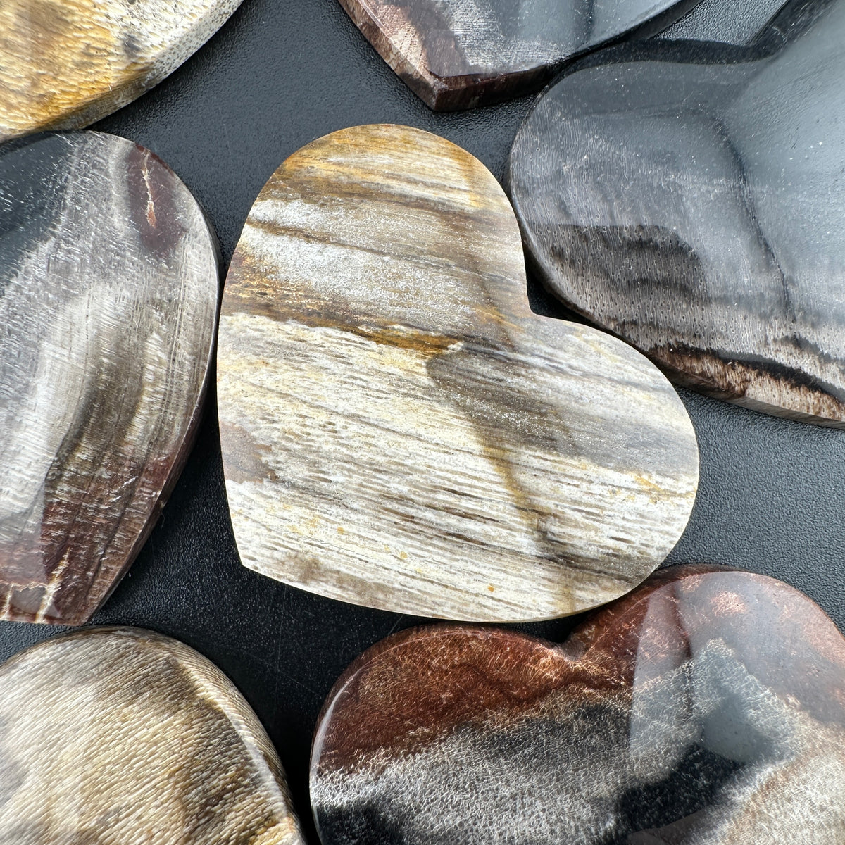 Wholesale: Limited Editions: Petrified Wood
