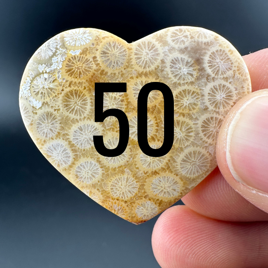 Wholesale: Limited Editions: Fossilized Coral